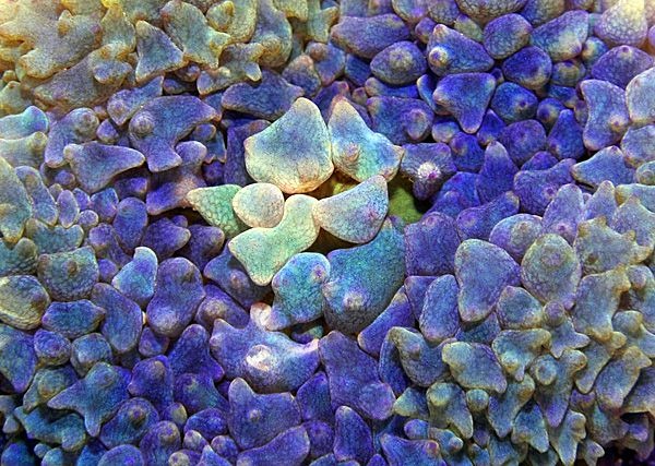 Rhodactis osculifera (Blue) (1 ear)