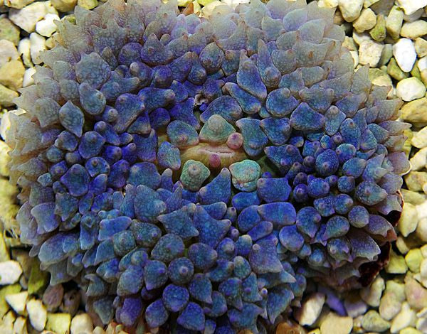 Rhodactis osculifera (Blue) (per ear)