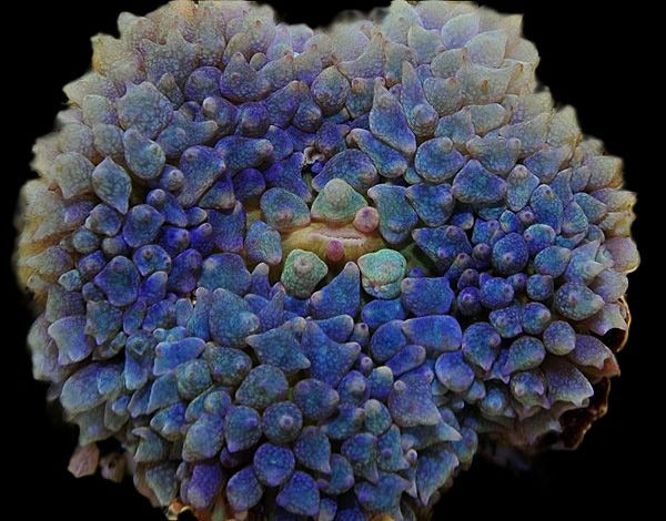 Rhodactis osculifera (Blue) (1 ear)