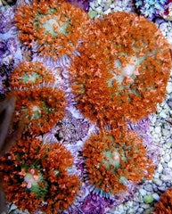 Rhodactis osculifera (Red)