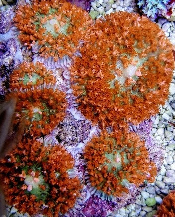 Rhodactis osculifera (Red) (per ear)