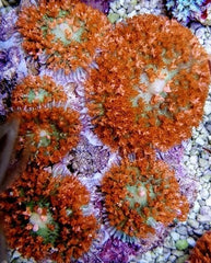 Rhodactis osculifera (Red) (per ear)