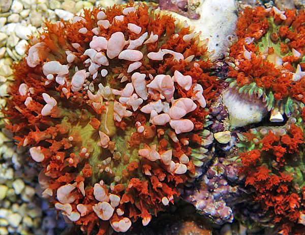 Rhodactis osculifera (Red)