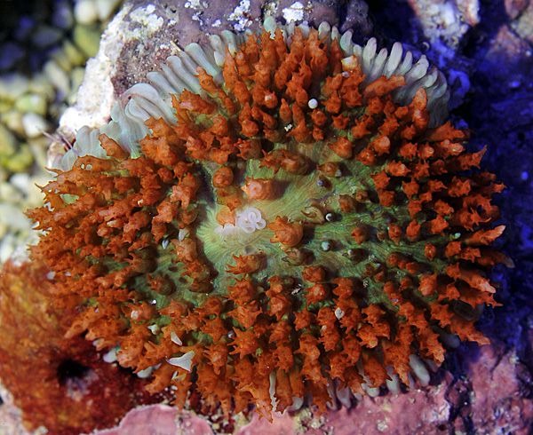Rhodactis osculifera (Red) (1 ear)