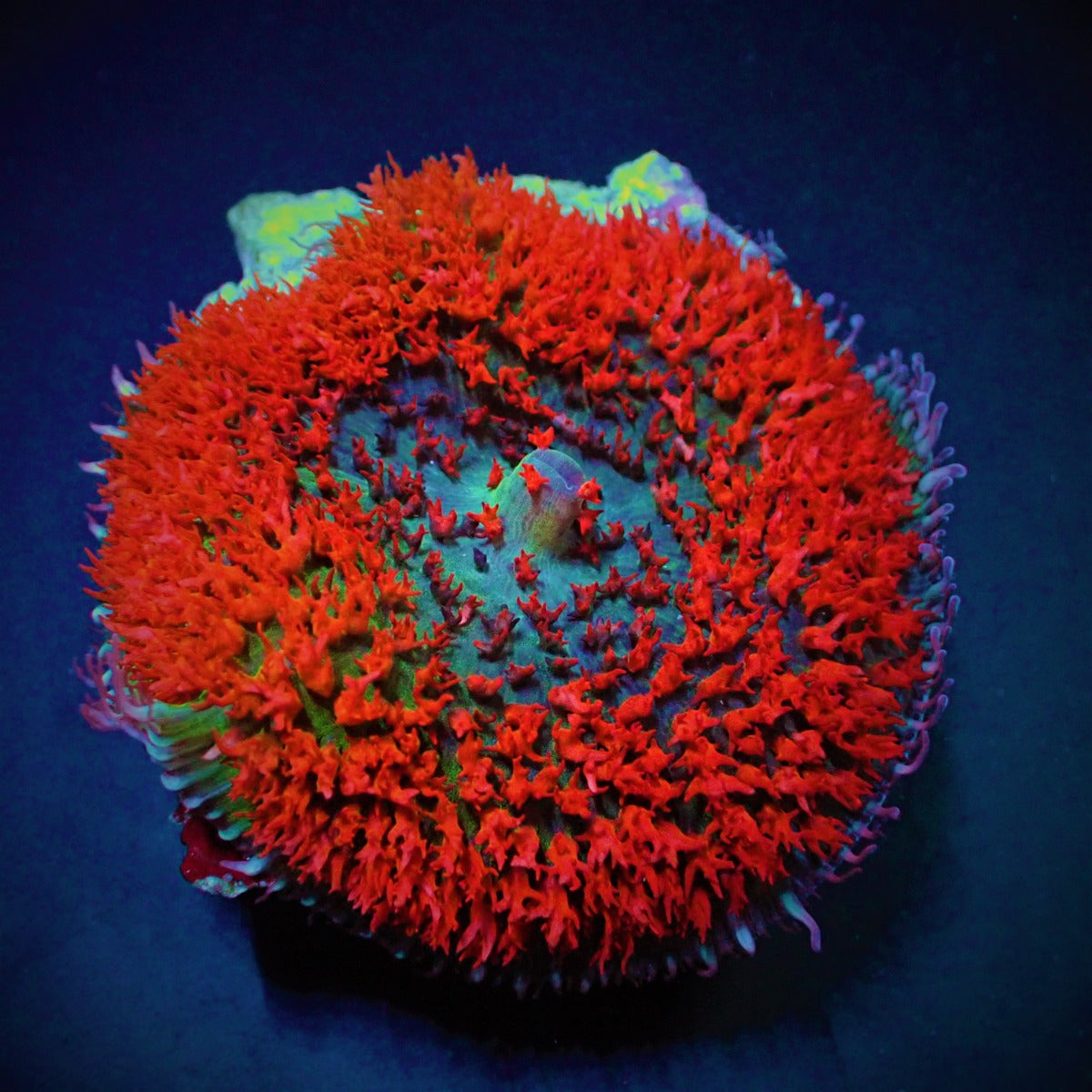 Rhodactis osculifera (Red) (per ear)