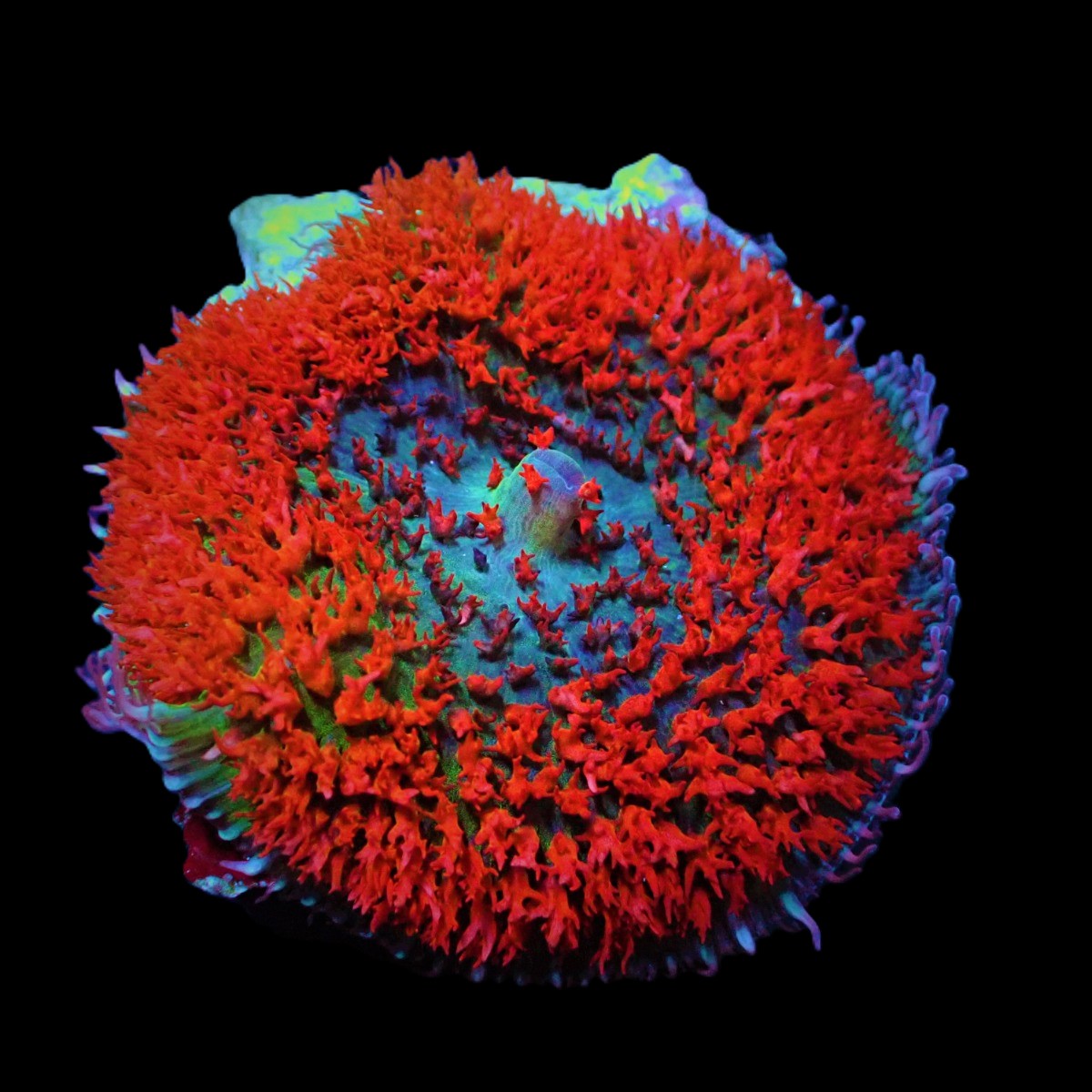 Rhodactis osculifera (Red) (1 ear)