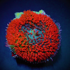 Rhodactis osculifera (Red) (per ear)