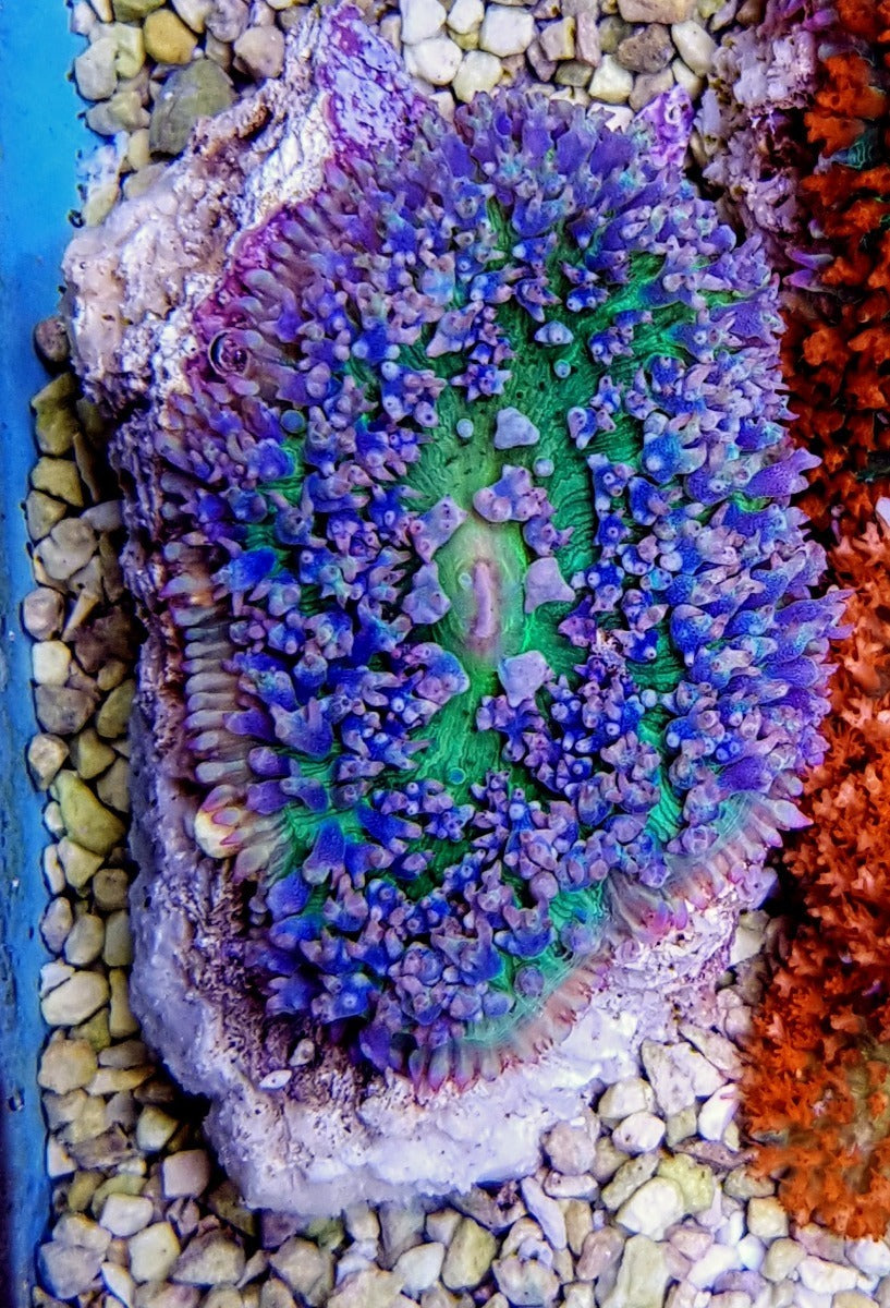 Rhodactis osculifera (Ultra)