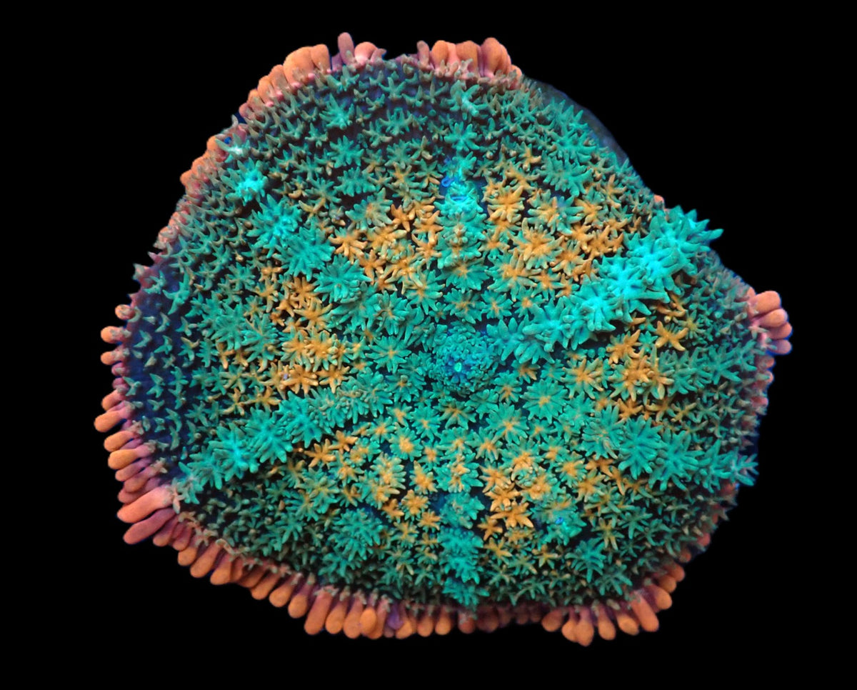 Rhodactis sp. (Frankenstein Bounce) (L) IH 203