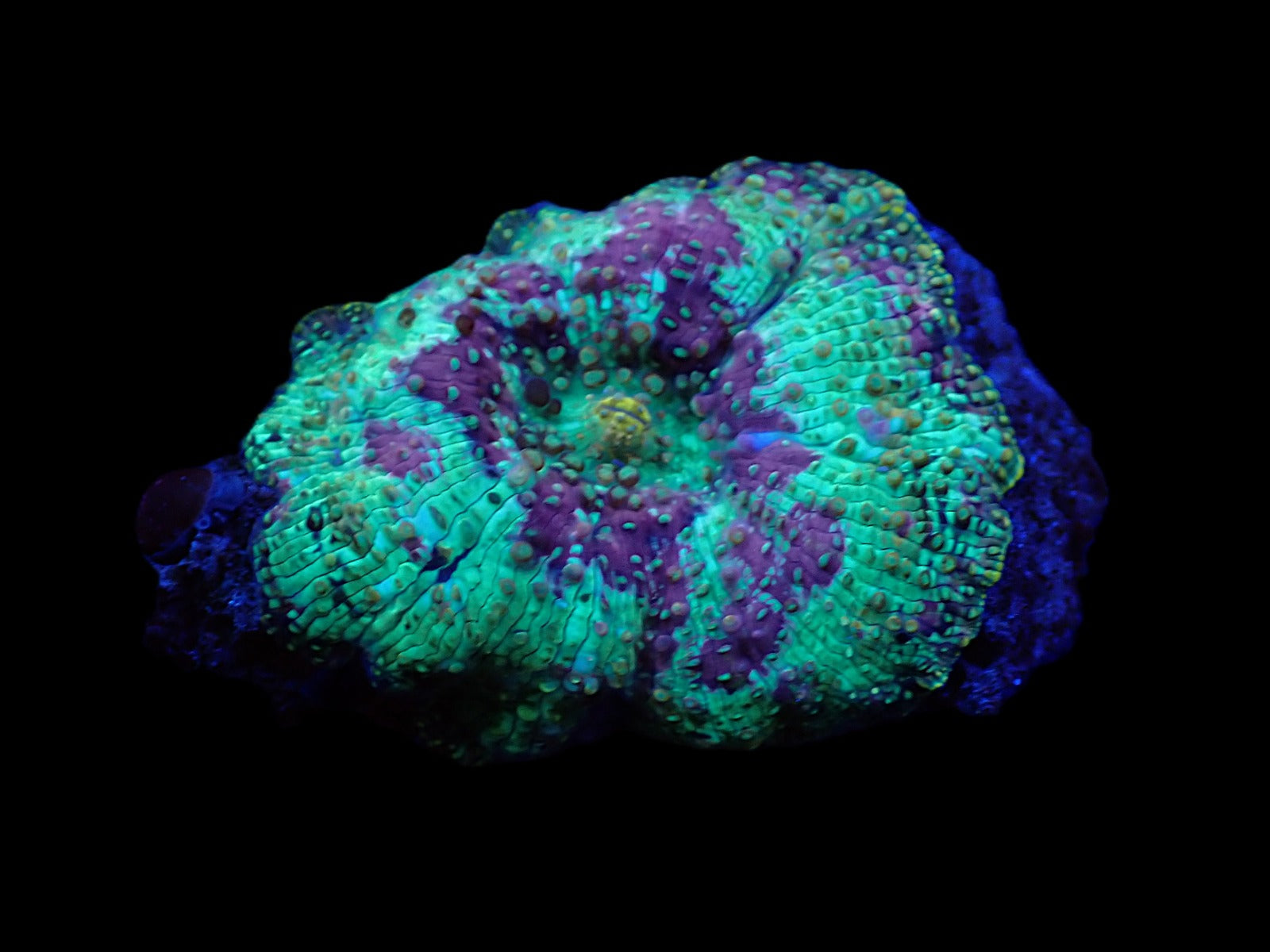 Rhodactis spp. (Grade A) (1 ear)