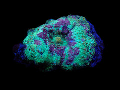 Rhodactis spp. (Grade A) (1 ear)