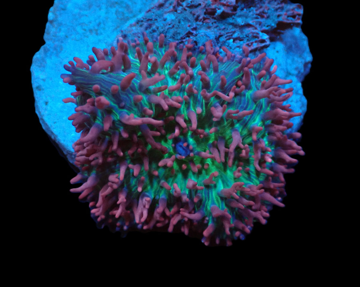 Rhodactis sp. (Pink-Purple Hairy) (Rare) pb 005