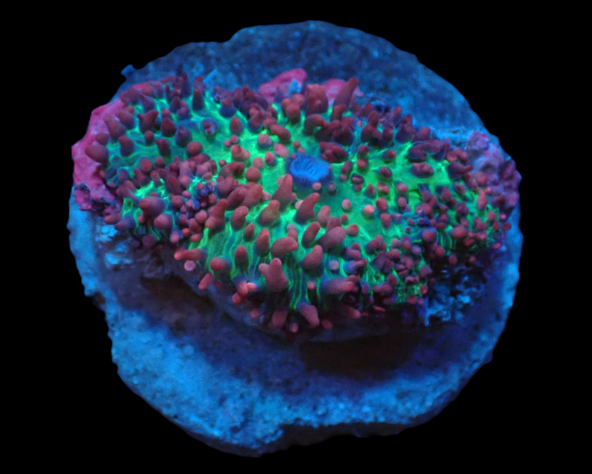 Rhodactis sp. (Pink-Purple Hairy) (Rare) pb 032
