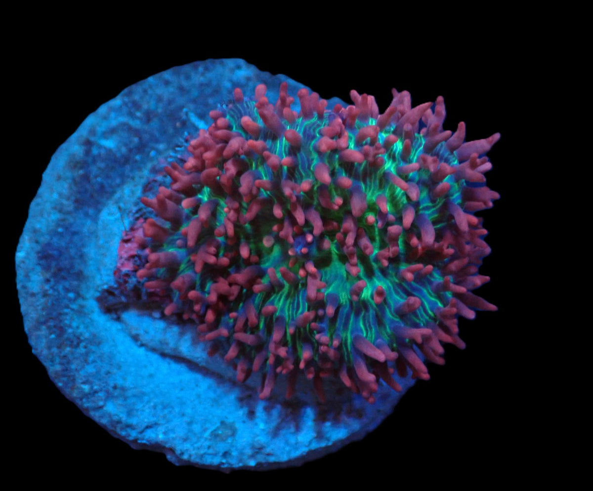 Rhodactis sp. (Pink-Purple Hairy) (Rare) pb 313