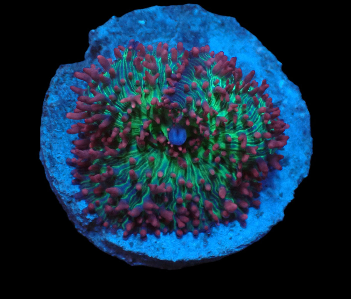 Rhodactis sp. (Pink-Purple Hairy) (Rare) pb 322