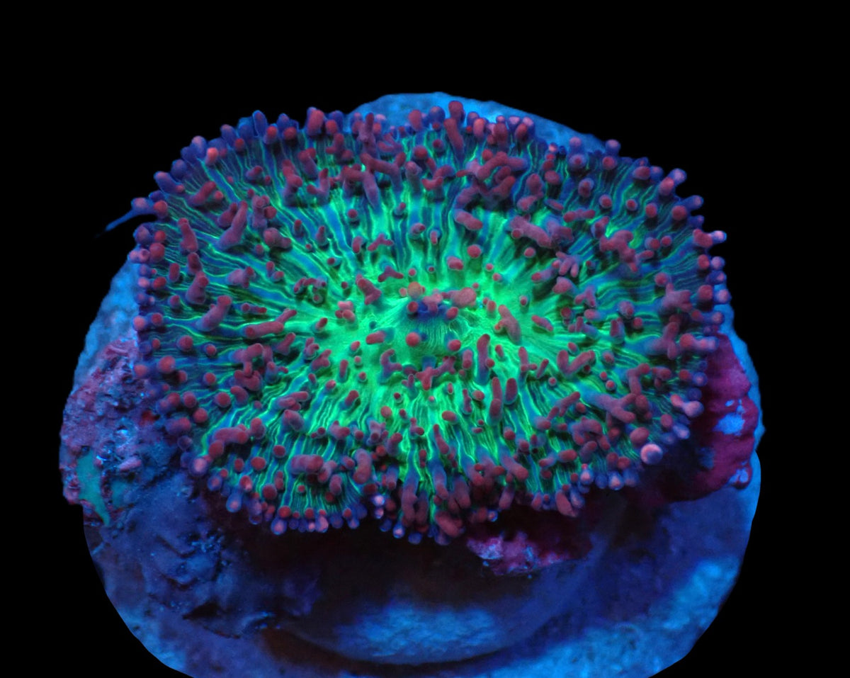 Rhodactis sp. (Pink-Purple Hairy) (Rare) pb 363