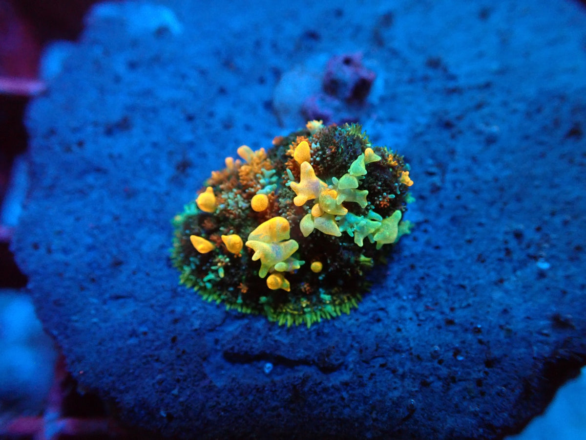 Rhodactis sp. (Special Colored) (Bounced) pb 360