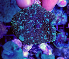 Rhodactis spp. (Bounce Blueish) (per ear)