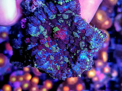 Rhodactis spp. (Bounce Reddish) (per ear)