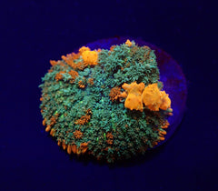 Rhodactis spp. (Bounce Orange-Red) (1 ear)