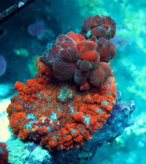 Rhodactis spp. (Bounce Orange-Red) (per ear)