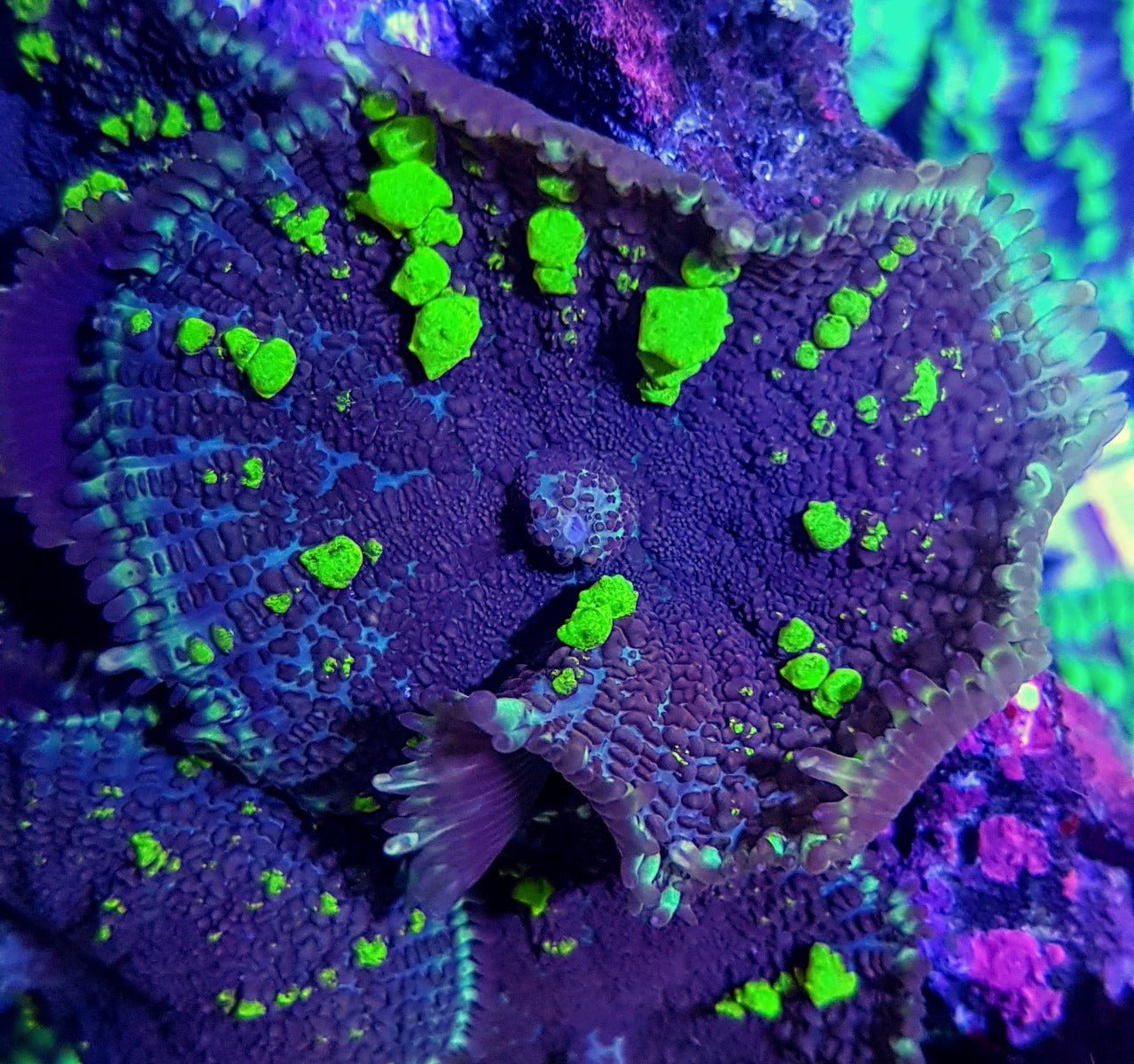 Rhodactis spp. (Bounce Yellow-Green) (per ear)