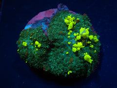 Rhodactis spp. (Bounce Yellow-Green) (1 ear)