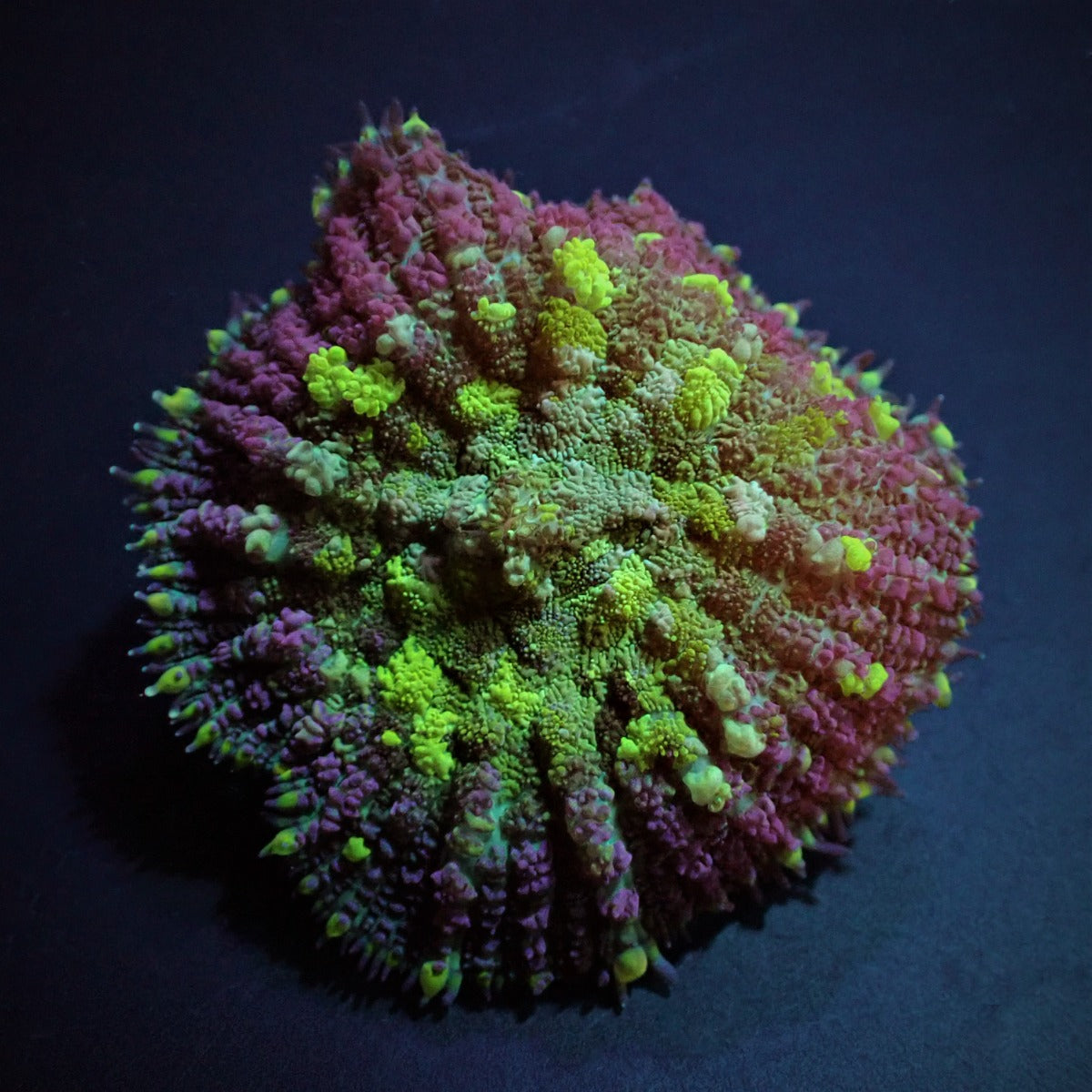 Rhodactis spp. (Bounce Yellow-Green) (per ear)