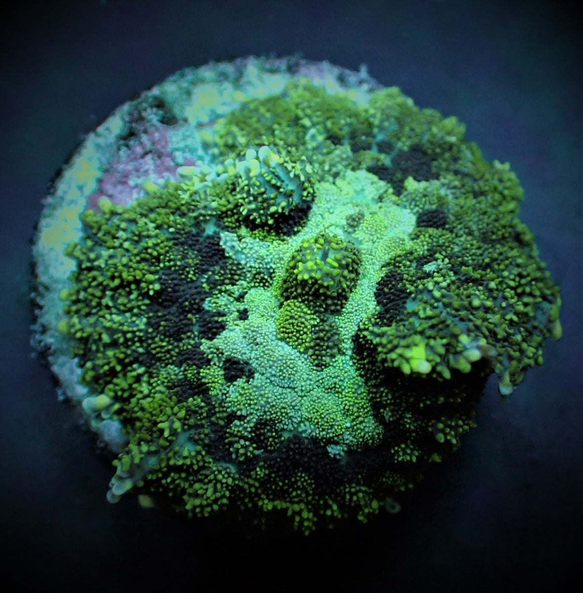 Rhodactis spp. (Green) (Grade A) (1 ear)