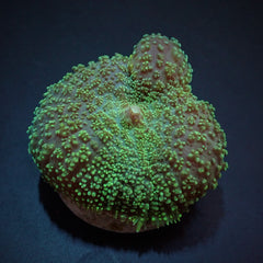 Rhodactis spp. (Green) (per ear)