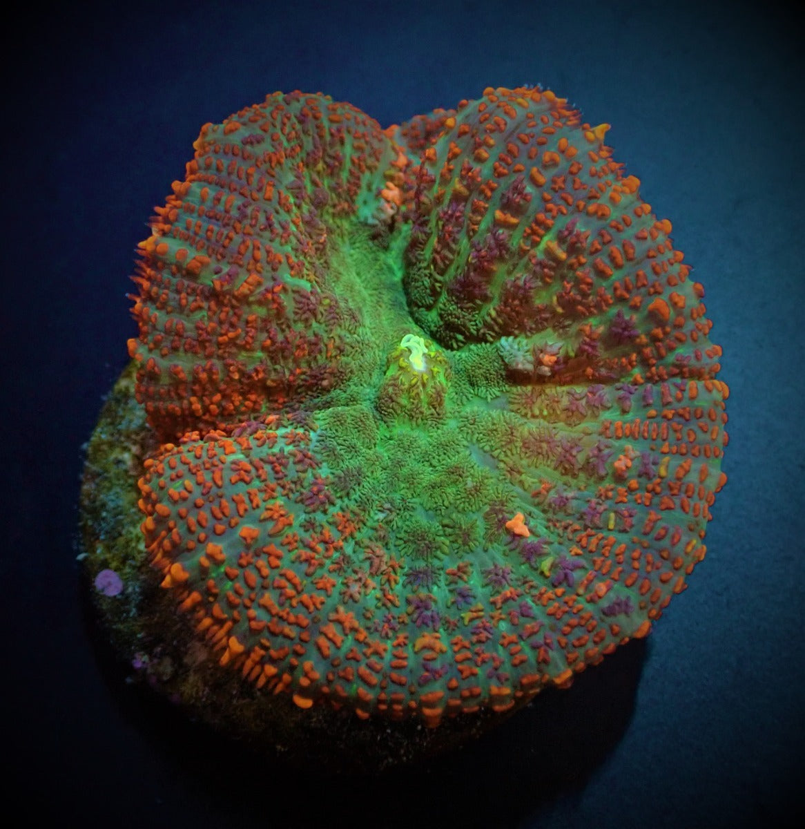 Rhodactis spp. (Orange) (1 ear)