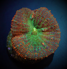 Rhodactis inchoata (Orange)