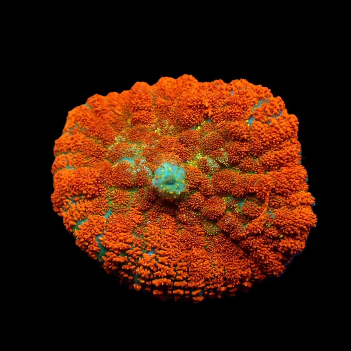 Rhodactis spp. (Orange) (Ultra) (1 ear)