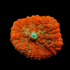 Rhodactis spp. (Orange) (Ultra) (1 ear)
