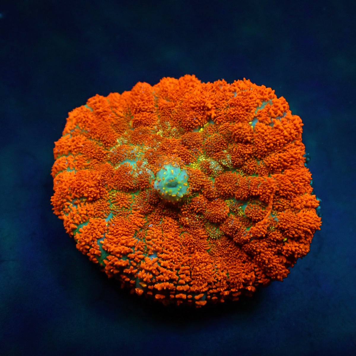 Rhodactis spp. (Orange) (Ultra) (per ear)