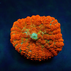 Rhodactis spp. (Orange) (Ultra) (per ear)