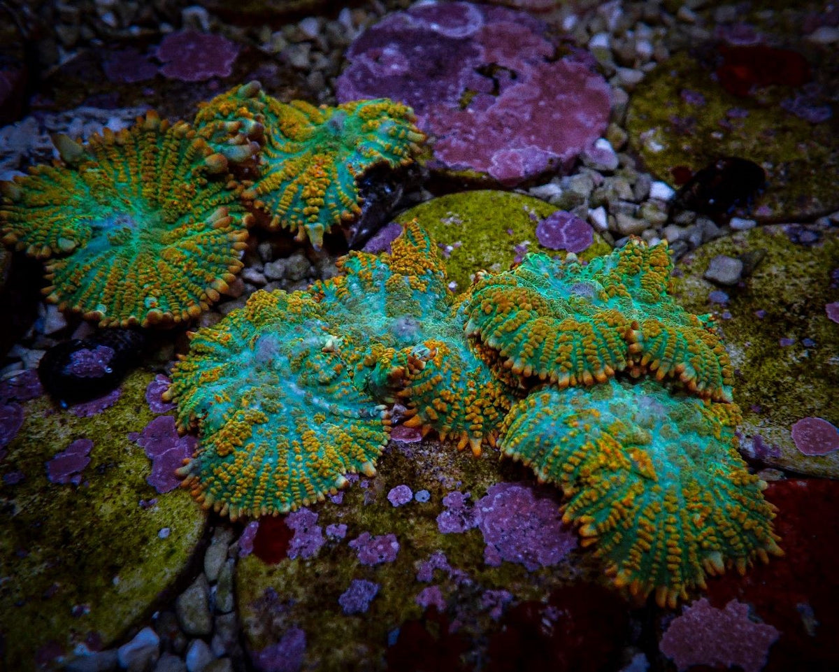 Rhodactis inchoata (Tequila Sunrise) (per ear)