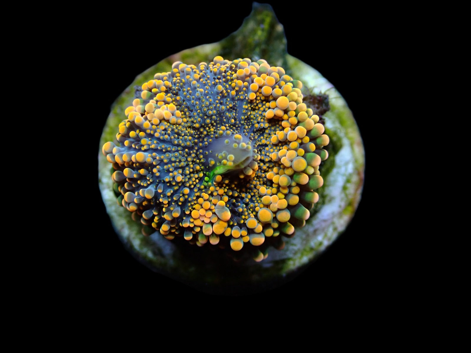 Ricordea yuma (Orange) (1 ear)