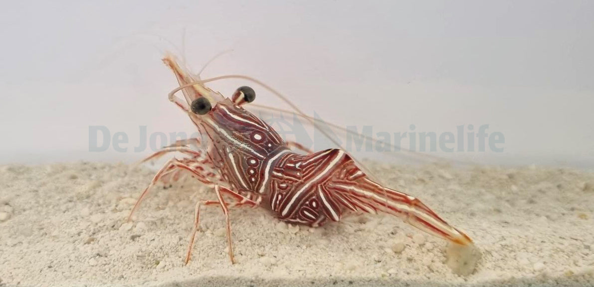 Rhynchocinetes durbanensis