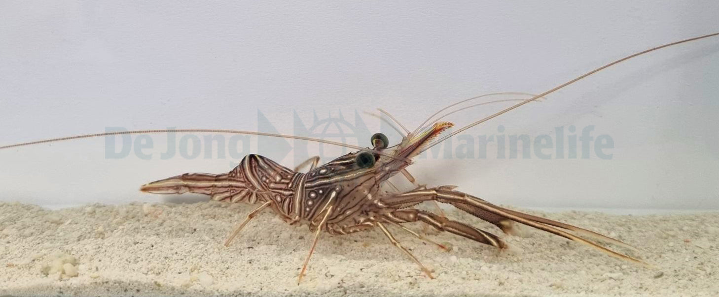 Rhynchocinetes durbanensis