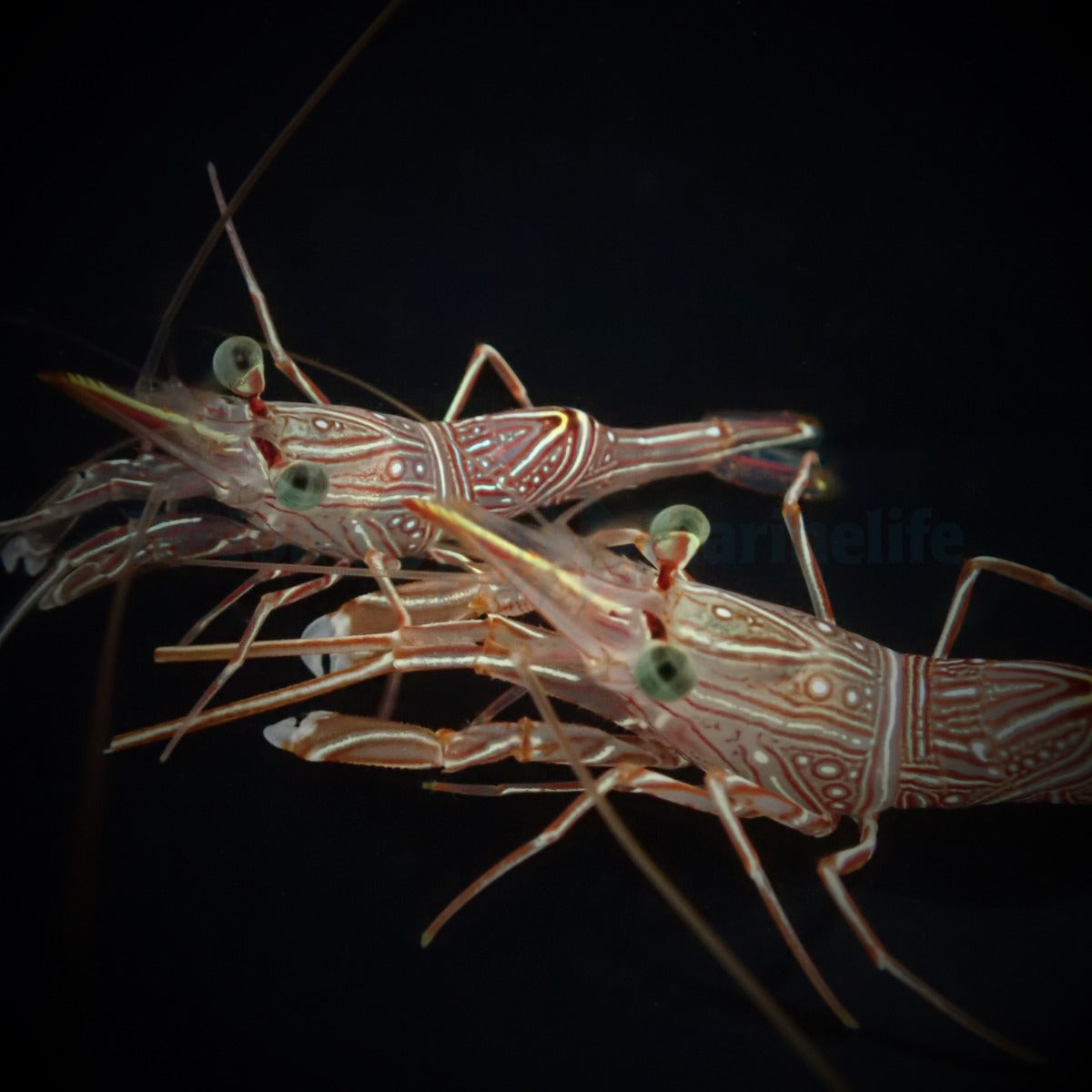 Rhynchocinetes durbanensis