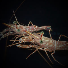 Rhynchocinetes durbanensis