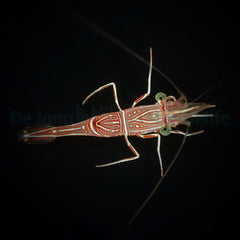 Rhynchocinetes durbanensis
