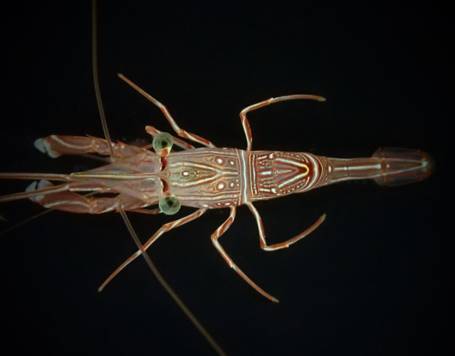 Rhynchocinetes durbanensis