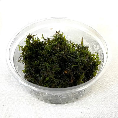 Riccardia chamedryfolia in cup 80 cc.@