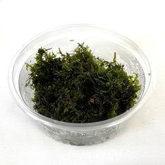 Riccardia chamedryfolia in cup 80 cc.@