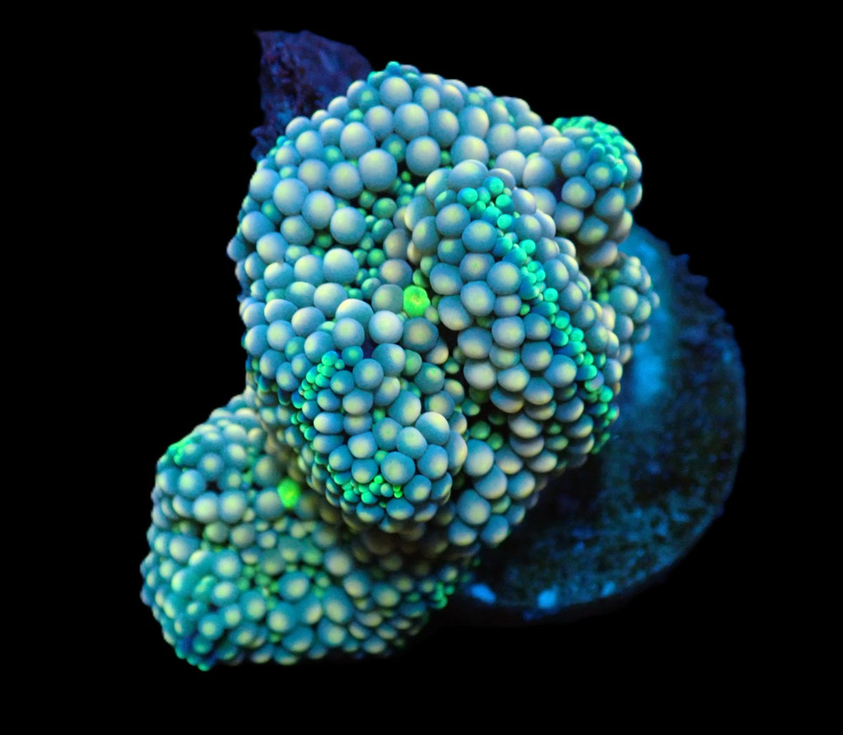 Ricordea florida (Green-Blue) (2-3 ears) pb 141