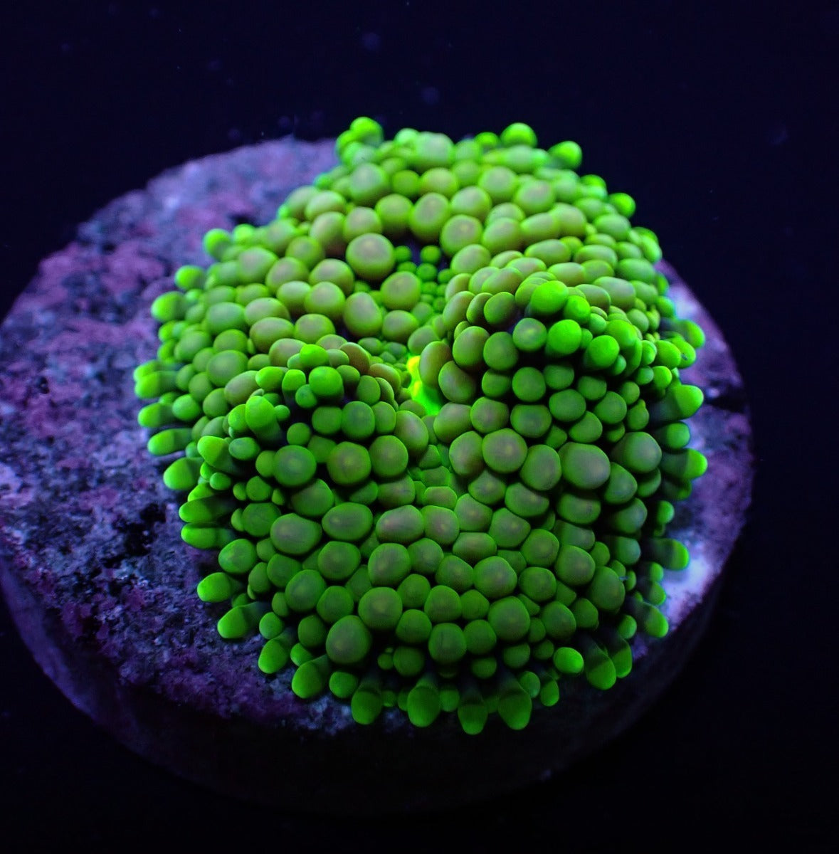 Ricordea florida (Green-Blue) (1 ear)