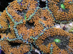 Ricordea florida (Orange-Red) (per ear)
