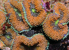 Ricordea florida (Orange-Red) (per ear)
